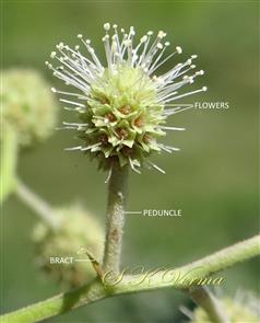  Flower Head